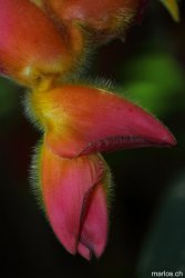 Hawaiianische Farbimpression